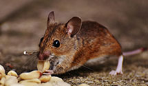 24 Hour & Emergency Exterminators in Perry, PA
